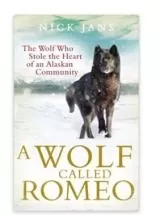 A Wolf Called Romeo …